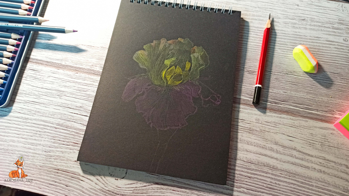 Ирис на черной бумаге, цветными карандашами