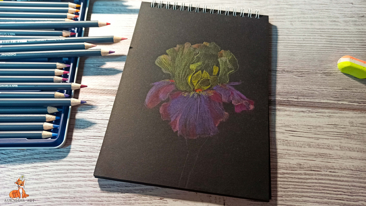 Ирис на черной бумаге, цветными карандашами