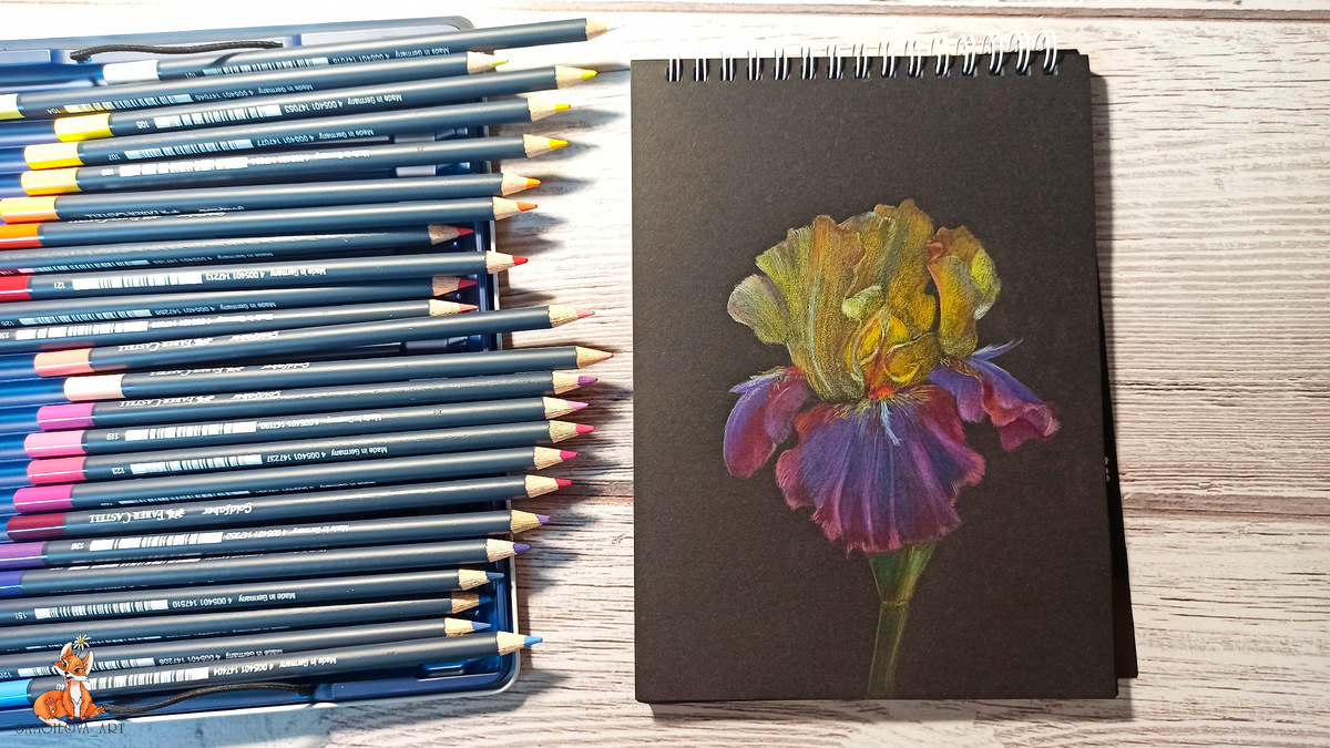 Ирис на черной бумаге, цветными карандашами