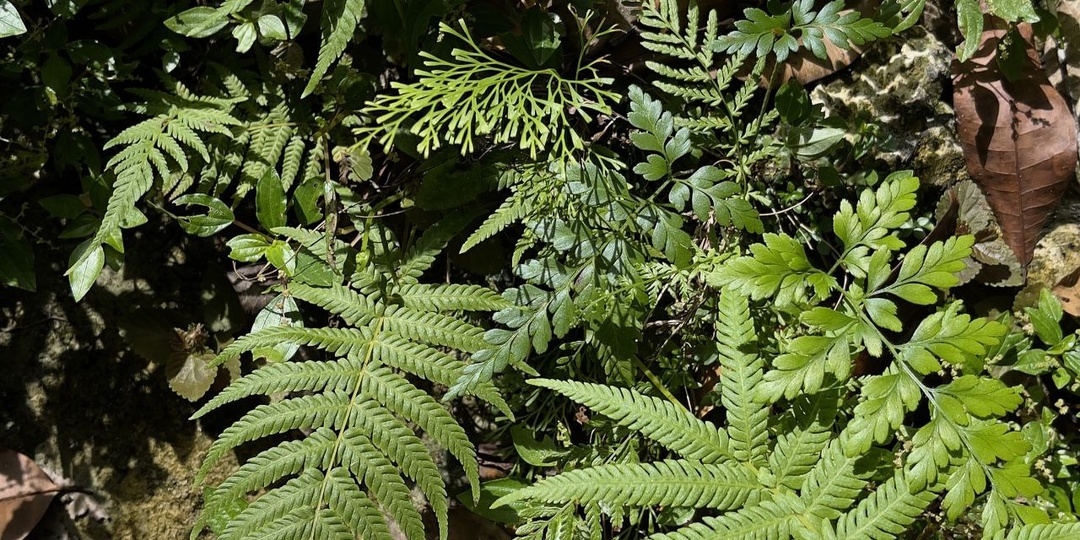 🌿 Почему вашей коже нужны целебные травы