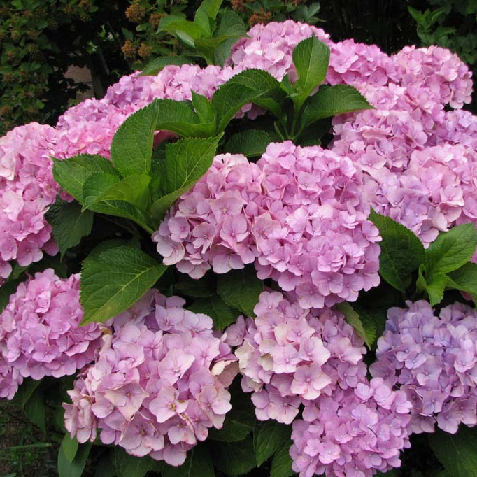 Гортензия крупнолистная 