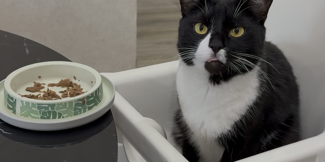 Натуральная пища или сухой корм - что лучше для кота?