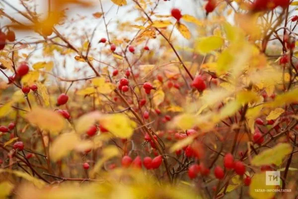 Природа дарит нам простые, но эффективные средства для здоровья – стоит ими пользоваться!