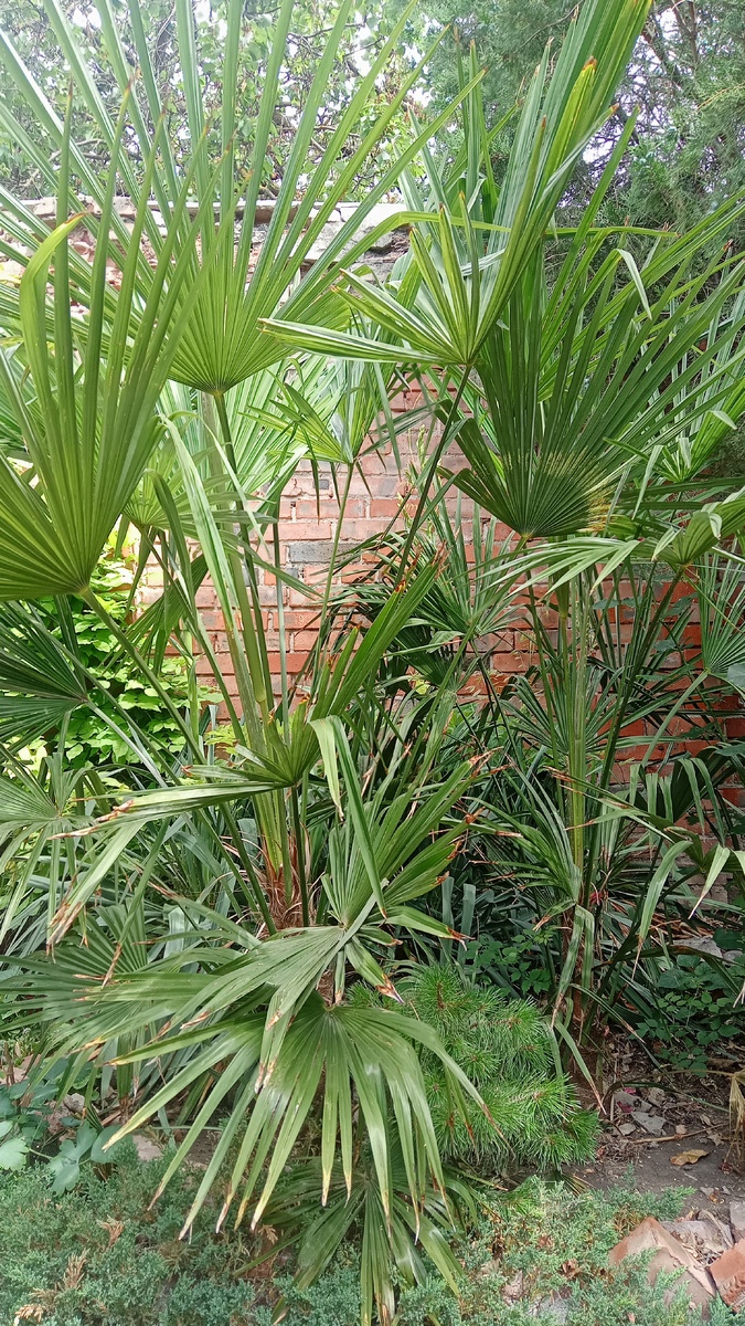 Мои красавицы сейчас