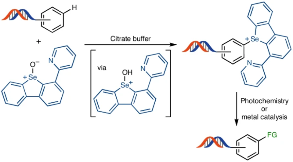   Eduardo de Pedro Beato et al. / Nature Chemistry, 2025