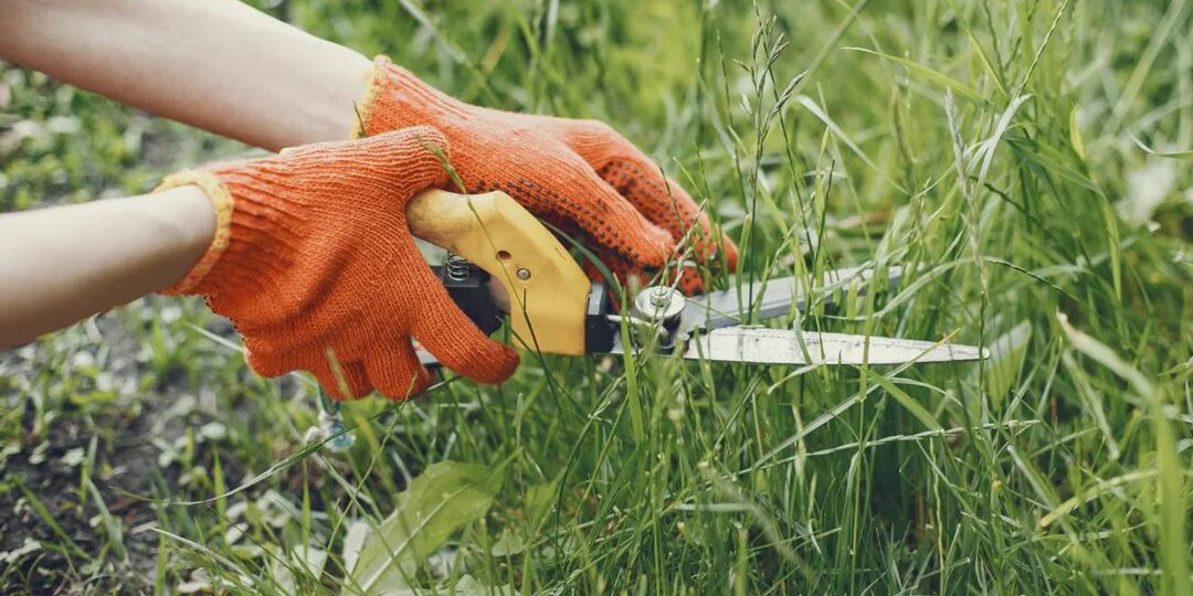 Сорняки в миг пожелтеют – готовим раствор из 3 ингредиентов