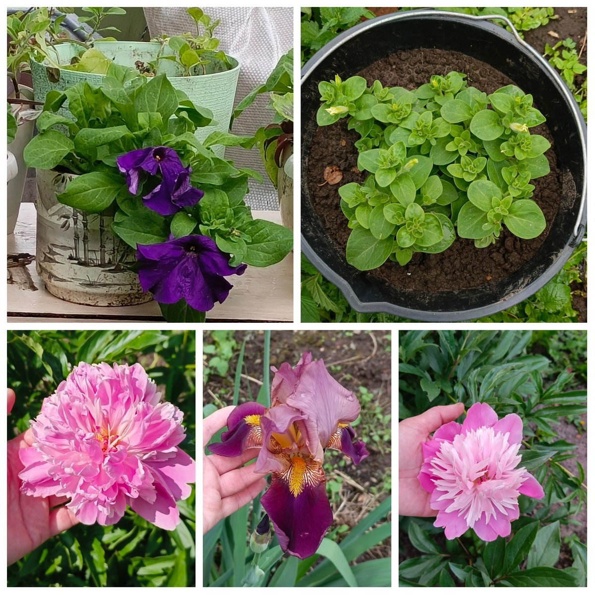 Скоро фиолетовые петунии тоже отправятся в большое ведро 