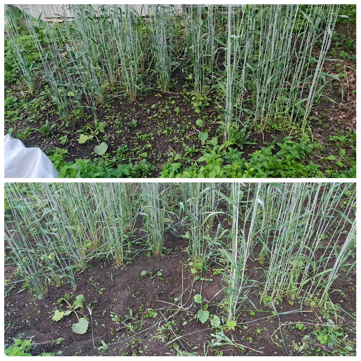 Очень боялась промахнуться и срубить ненароком кабачок или тыкву