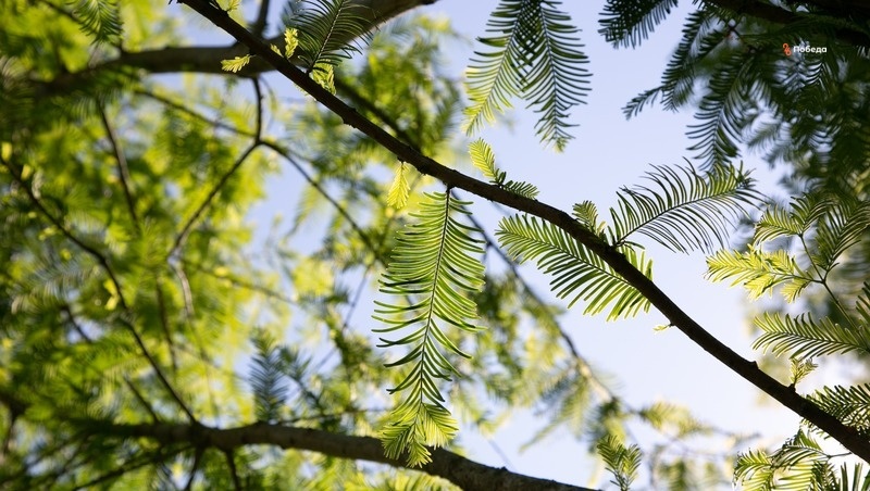      Фото: Валерия Алтухова / / ИА «Победа26»