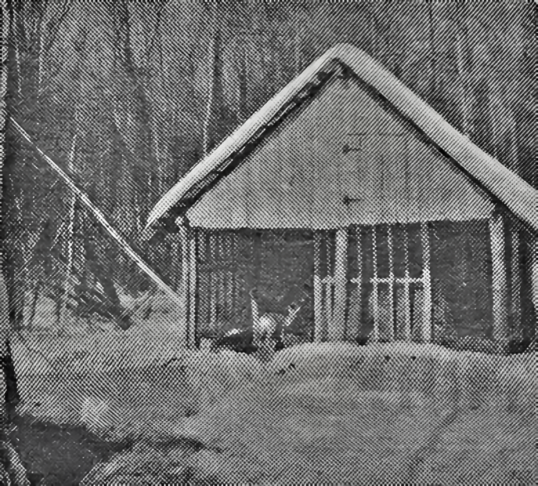 «Столовая» для диких животных в лесу близ деревни Буртаки