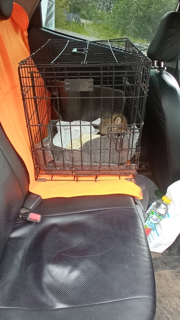    Спасенного в Карелии лисёнка отправили на реабилитацию в Петербургпаблик приюта &laquo;Забытые животные&raquo;