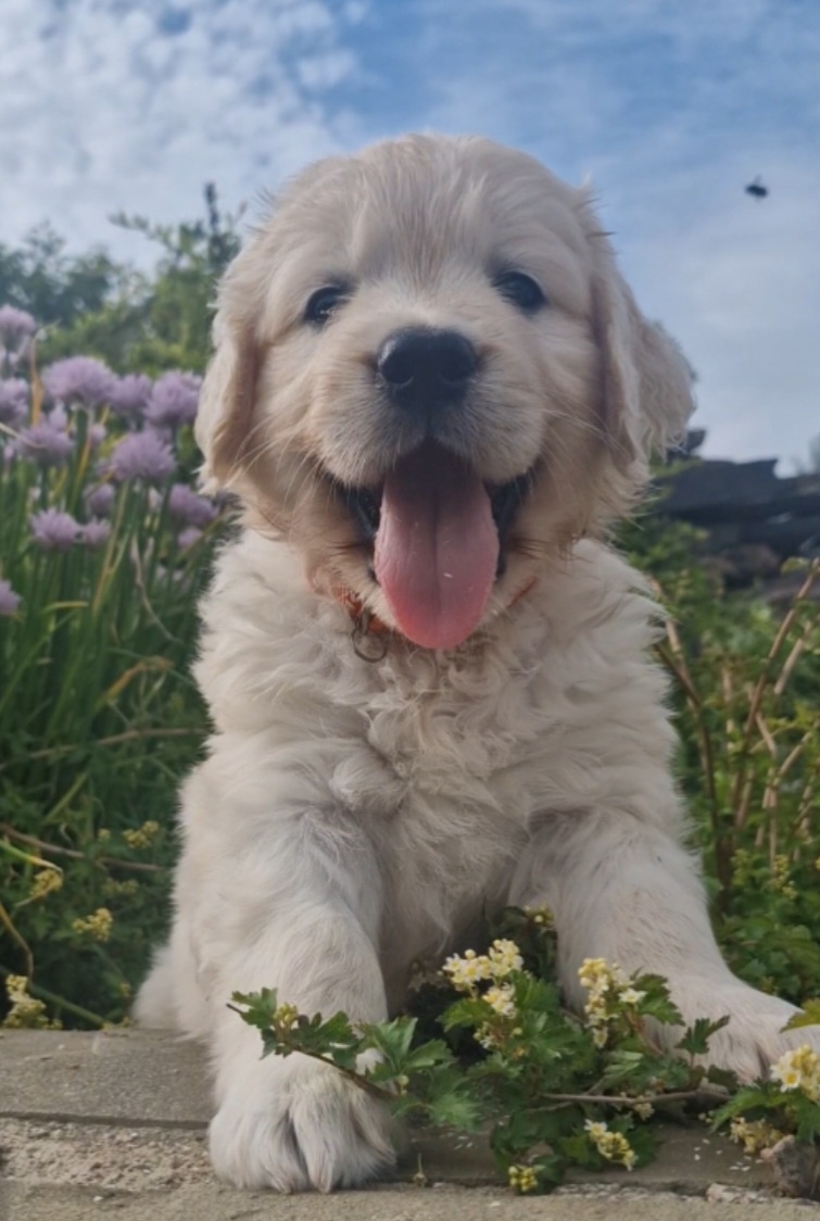 Щенки золотистого ретривера 