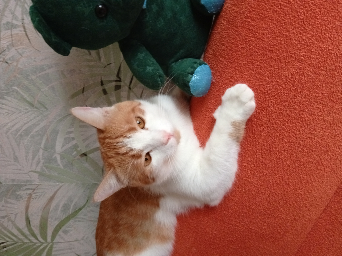 Что нужно для счастья коту? Любовь. Ласка. И игрушки. У баксюши много разных игрушек.