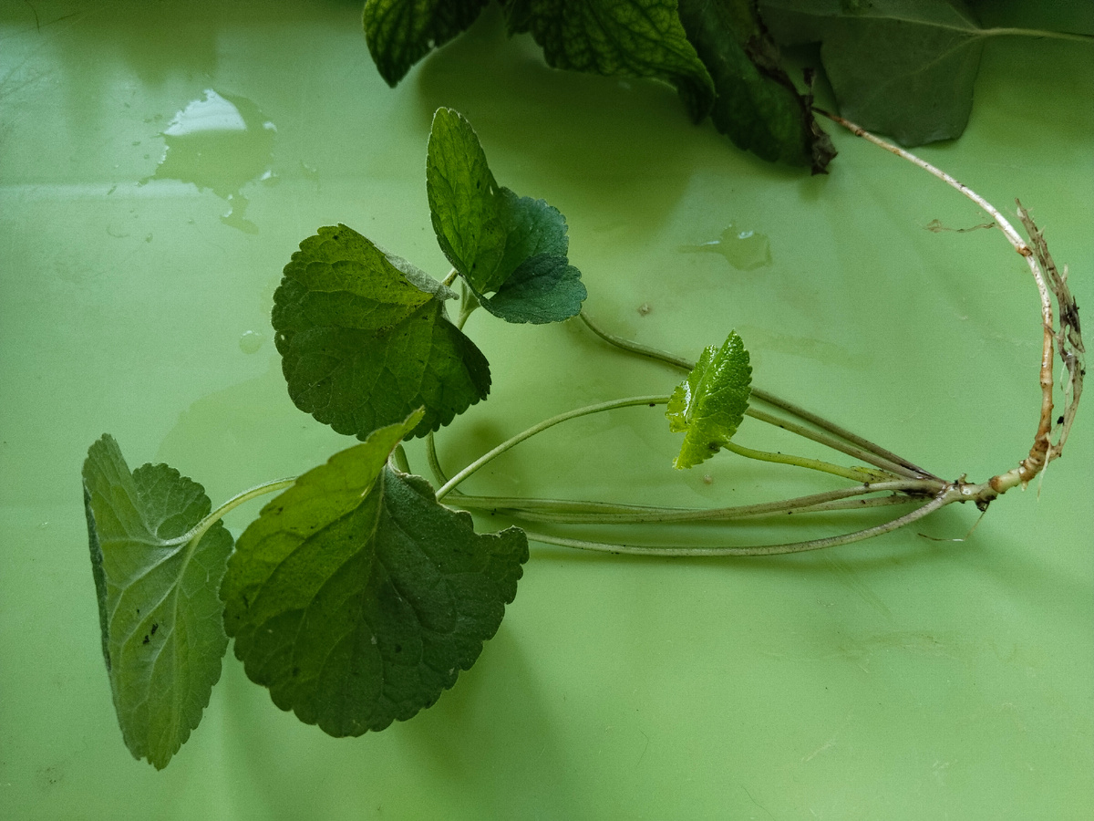 Возможно, фиалка