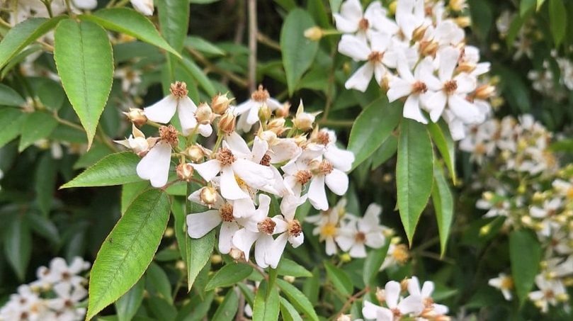    Фото: официальная группа «Дендрария» Вконтакте