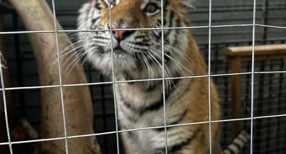    пресс-служба прокуратуры Московской области