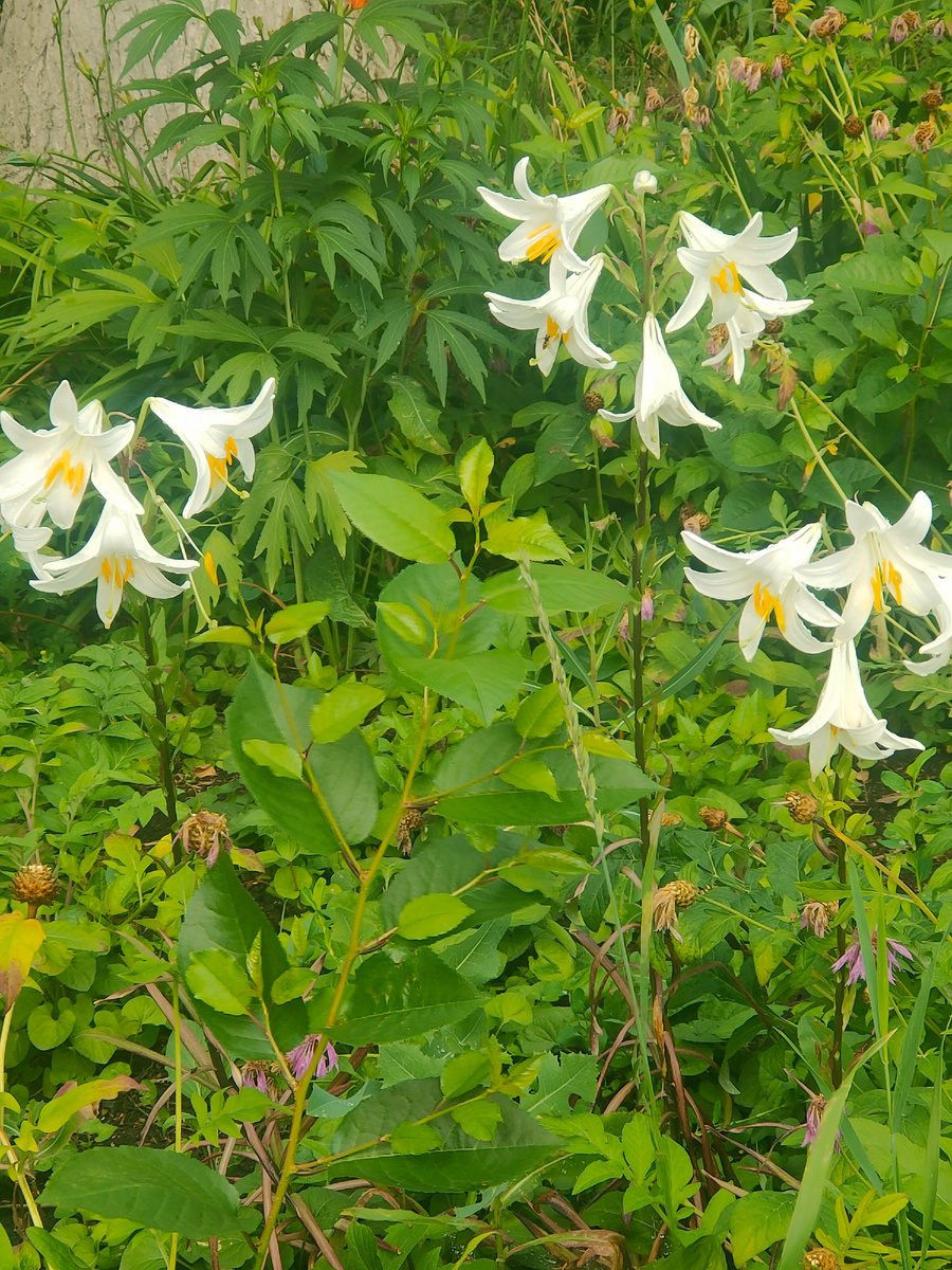 Цветы на соседней клумбе