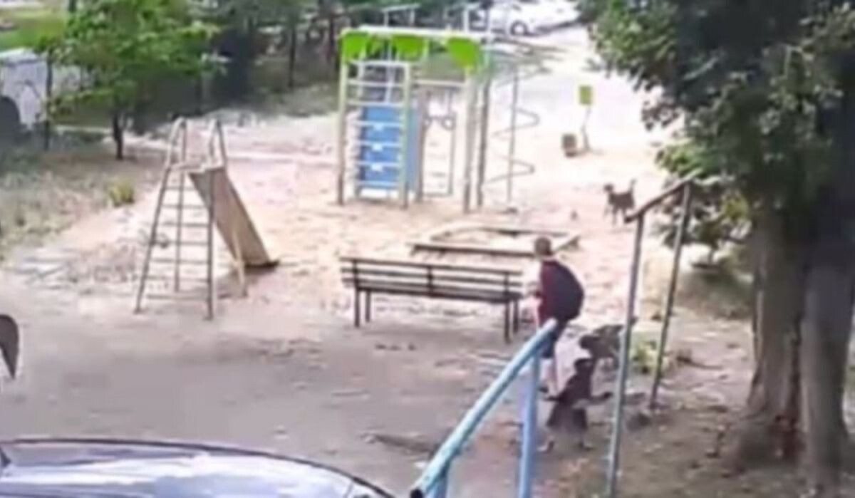     Скрин видео. Источник: vestivrn.ru Автор фото: ВГТРК Вести Воронеж