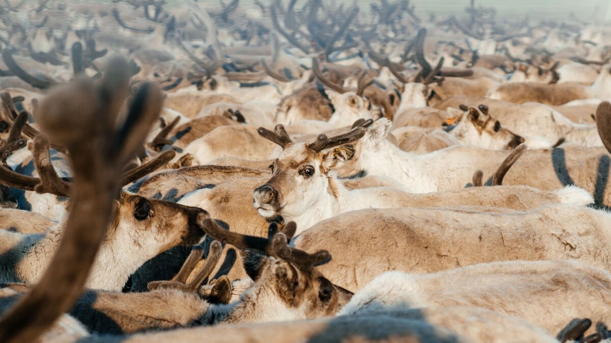    Фото: Юлия Чудинова / «Ямал-Медиа»