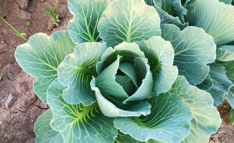    Зачем окучивать капусту и как сделать настой чистотела от блошек