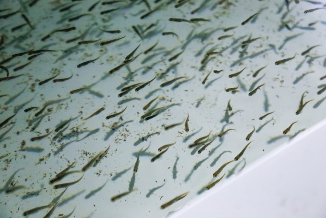   Фото из архива Калининград.Ru