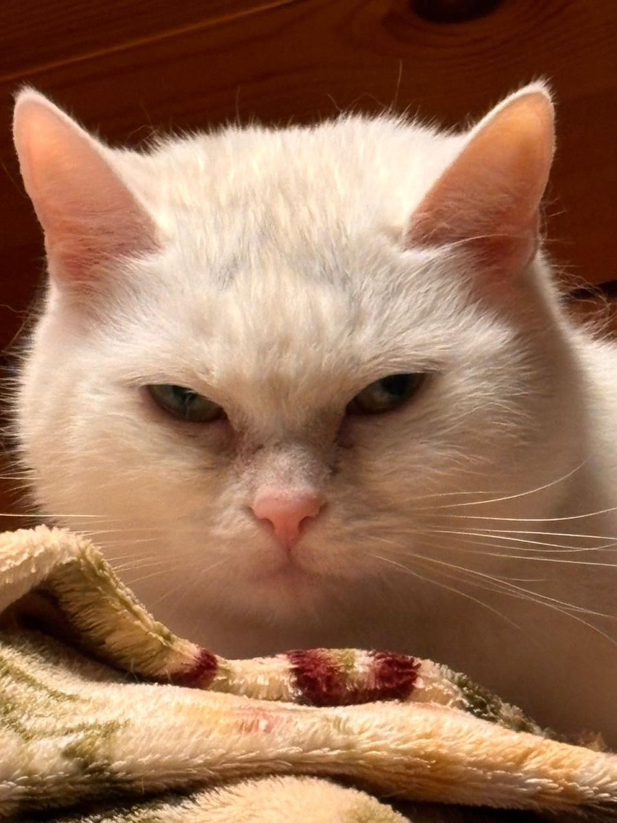 Это Нюша. В принципе, тут и по лицу видно, что некоторые проблемки имеются 😂 Некоторые - это моментальная реакция на стресс - лужа +слезы. Поэтому Нюша живет в закрытой комнате, и других домашних котов к ней не пускают - они и есть причина ее стресса😬