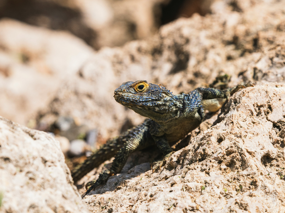 Картинка с бесплатного фотостока https://unsplash.com, автор engin akyurt