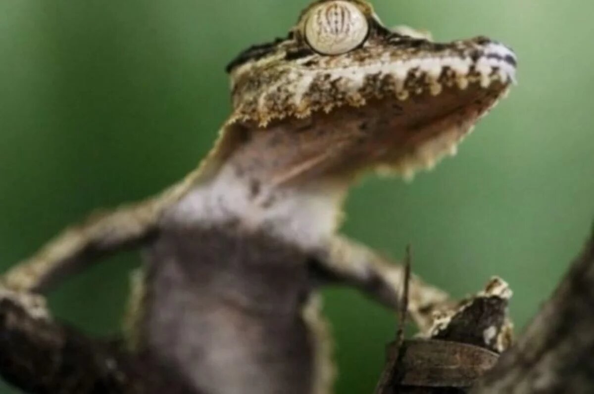    В Крыму обитает геккон, занесенный в Международную Красную книгу