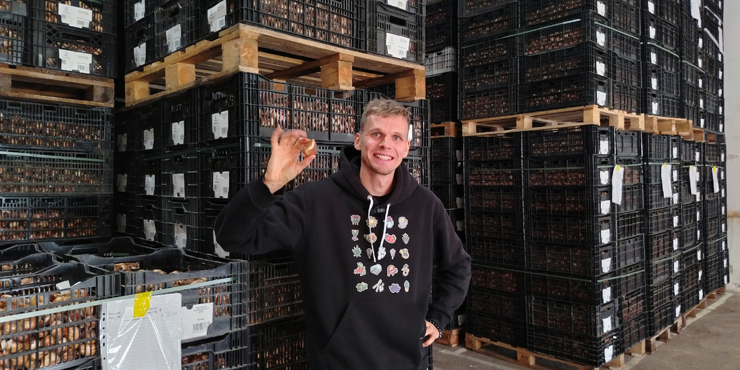 Луковицы тюльпанов из Голландии, что выбрать: самостоятельный риск или решение под ключ?