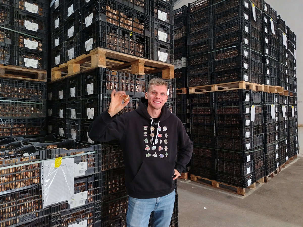 Поставка луковиц тюльпанов на выгонку в 2024 году