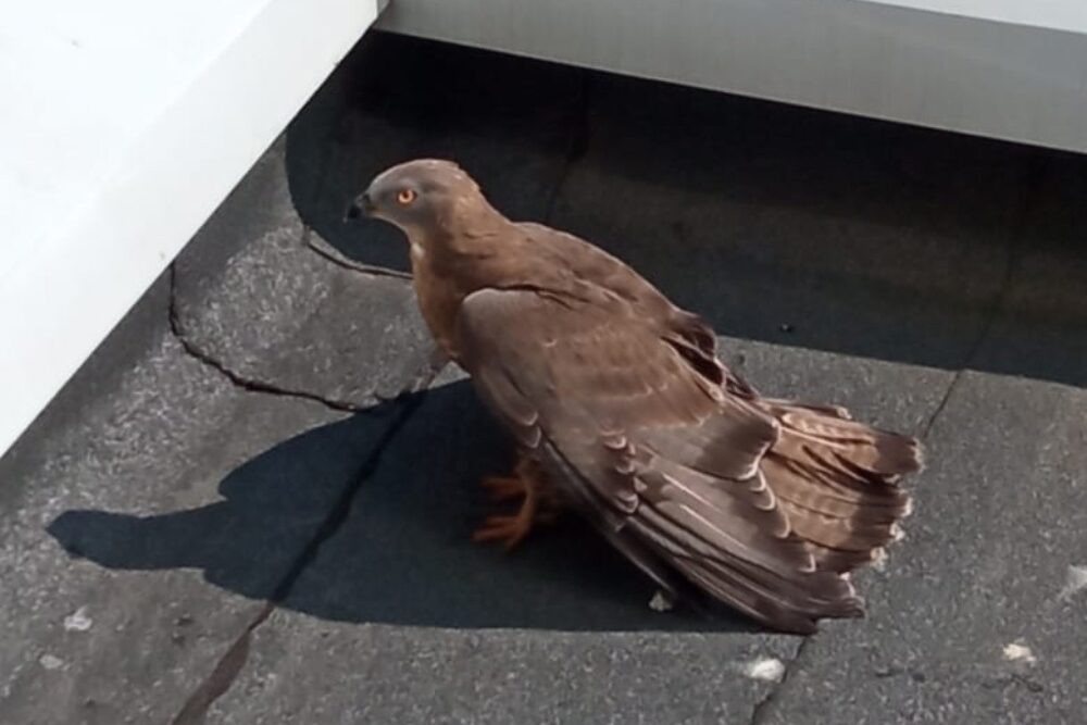    Фото: vk.com/ohota67