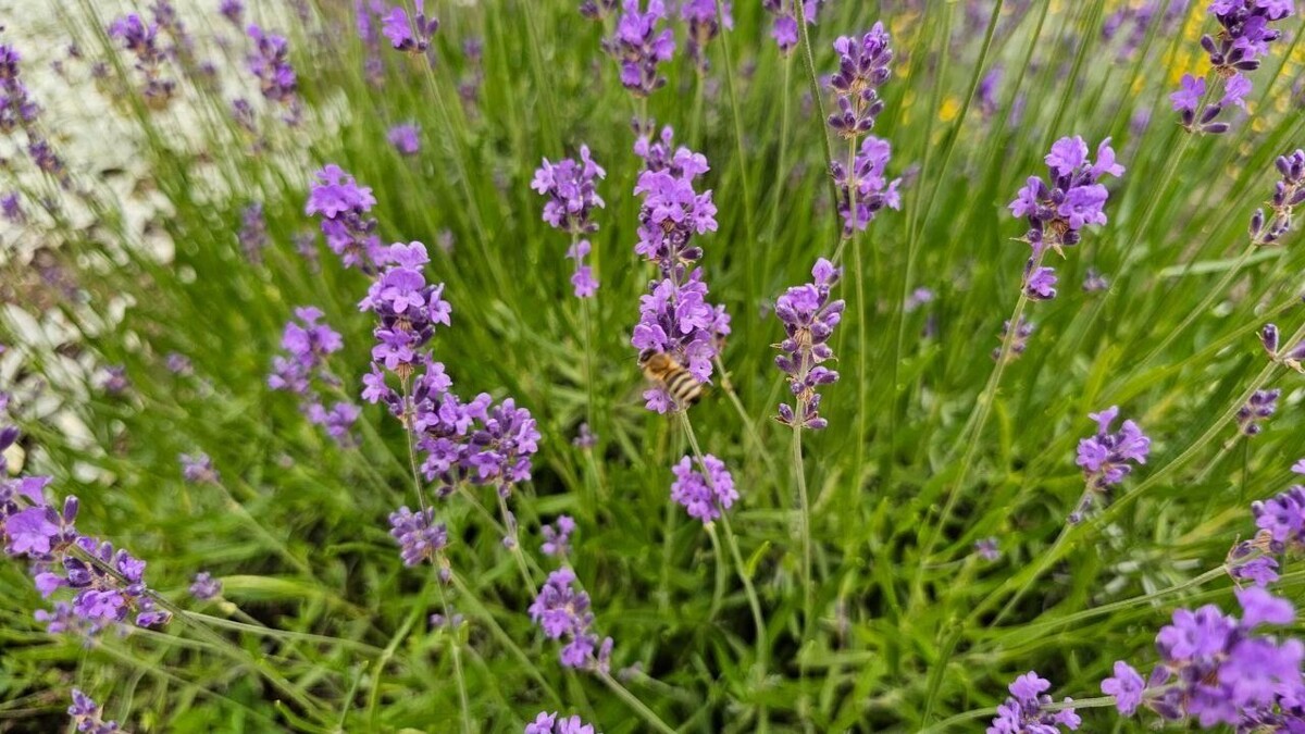     Источник: администрация Предгорного округа