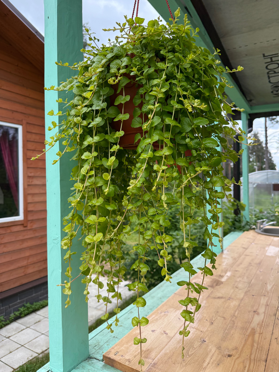 О чем думает Вербейник, заключенный в пластиковый горшок?