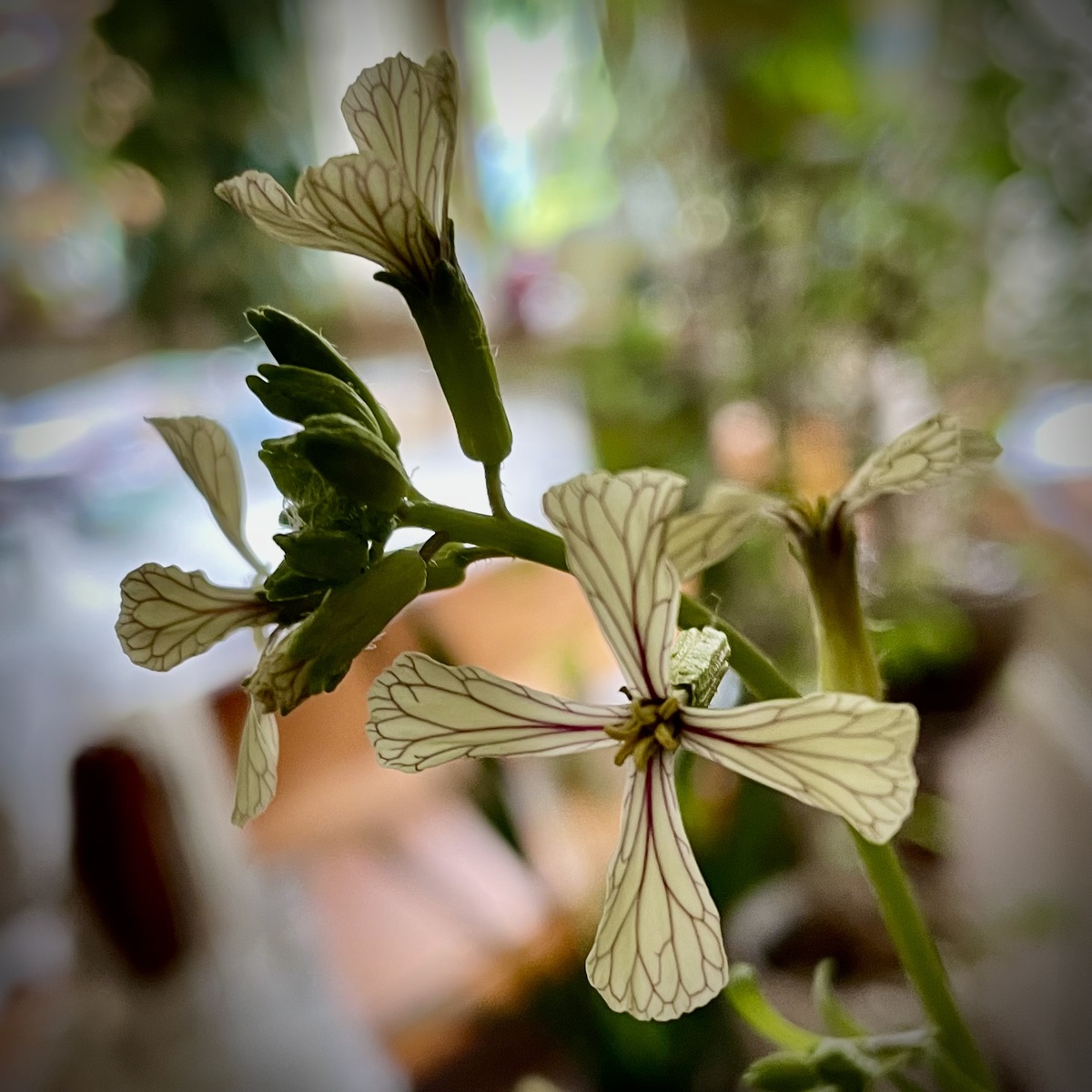 Изначально я искала красивую цитату о простоте для подписи к моим фотографиям очаровательных в своей волшебной нежной простоте цветов рукколы. А нашла эту речь Чаплина о любви к себе, о том спокойствии и простой мудрости которая приходит вместе с этой любовью. И если этого спокойствия сейчас нет в вашей жизни, то остановитесь и подумайте, что мешает вам полюбить себя? 