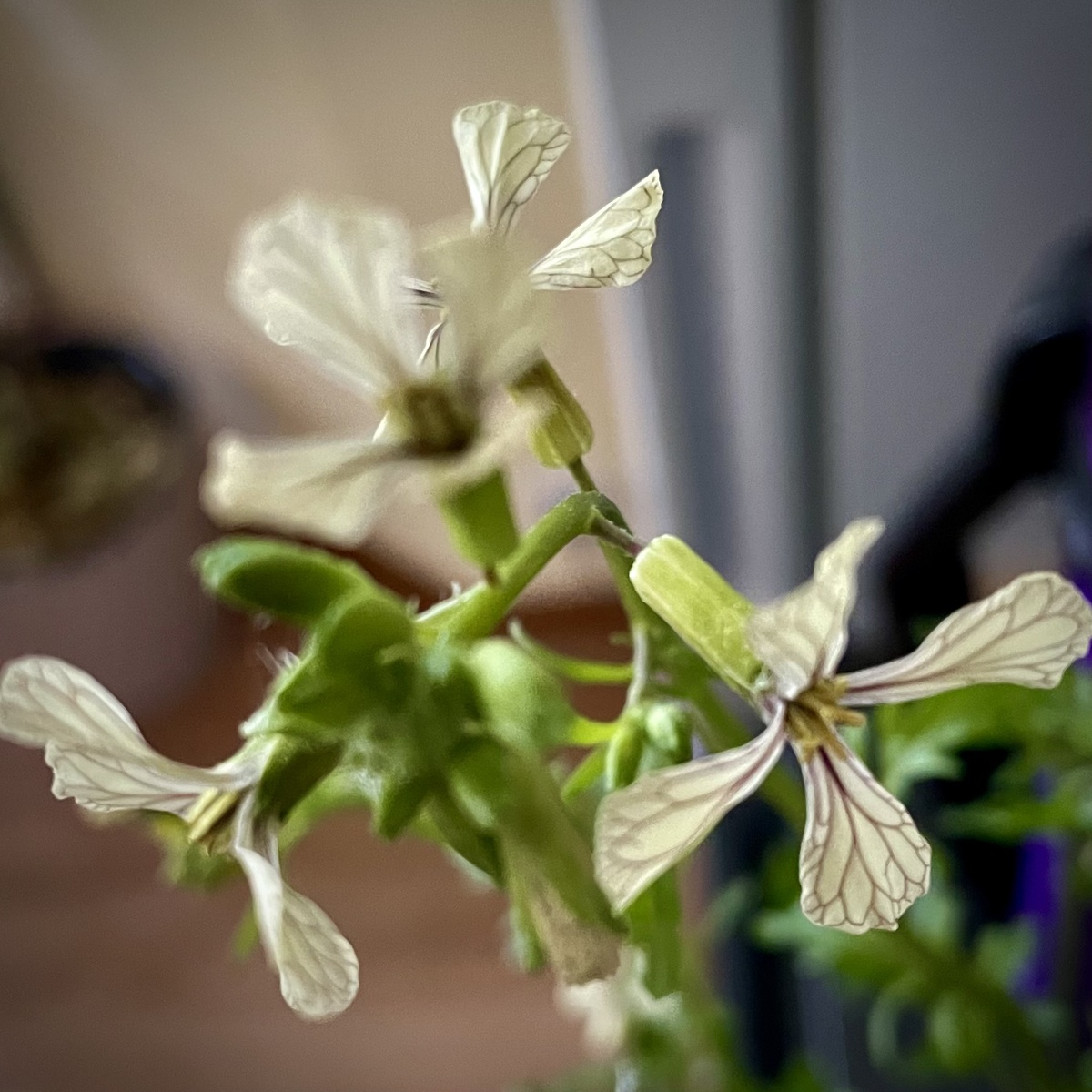 А вы видели, как цветет руккола? Красота часто скрыта в простоте, и мы не всегда ее из-за этого замечаем и ценим. А потом расстраиваемся, как мало красоты в нашей жизни. 