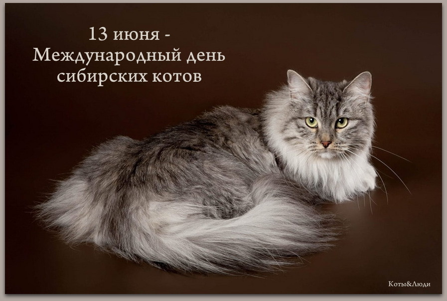 Коллаж автора. Использовано фото: https://www.ixbt.com/live/flora_and_fauna/sibirskaya-koshka-gordaya-smelaya-lovkaya-i-druzhelyubnaya.html