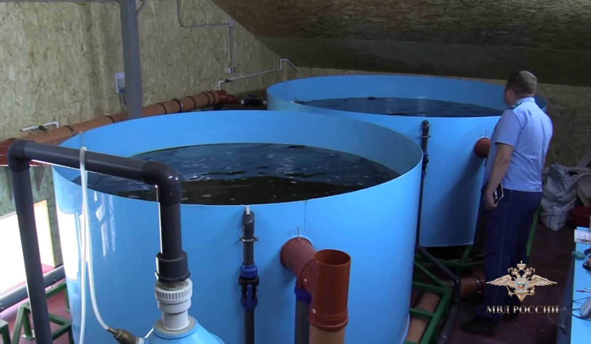     Инкубатор осетровых рыб в автосервисе. Источник: rg.ru Автор фото: Пресс-центр МВД России