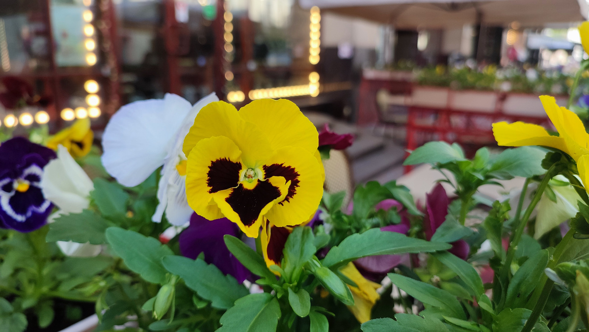 Цветы на Старом Арбате