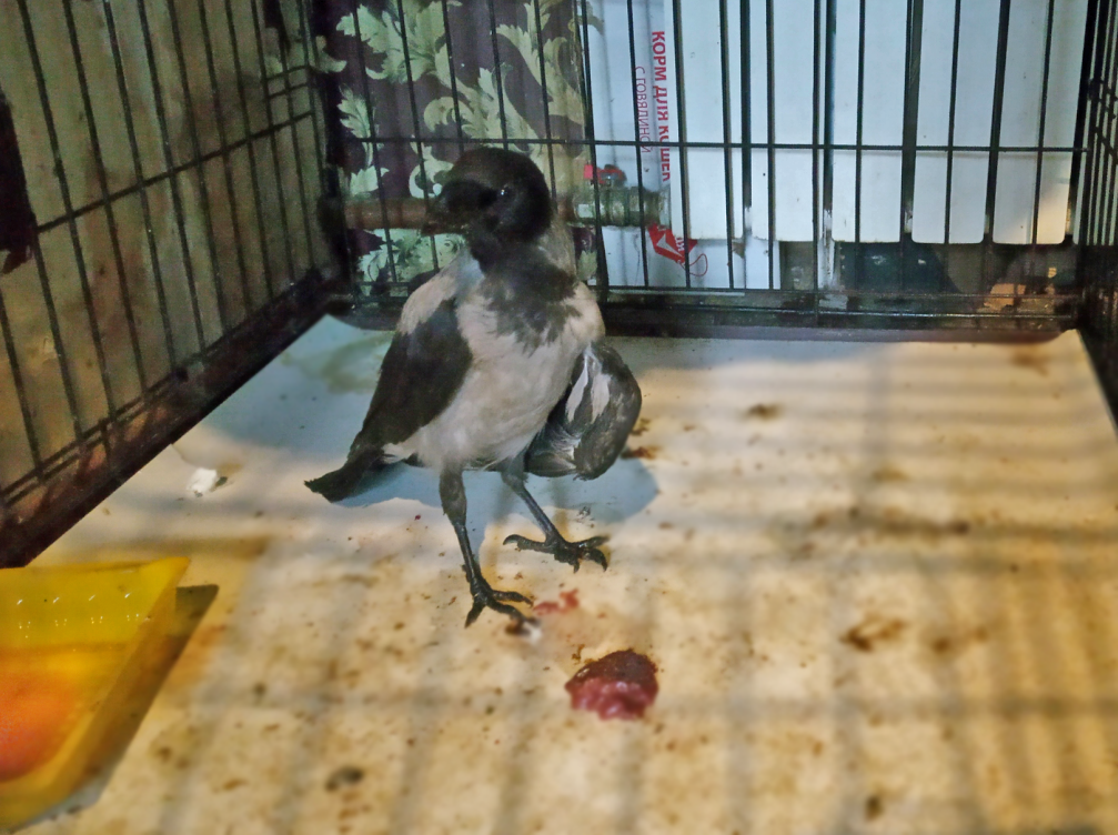 Даже на этом снимке видно, что у пернатого ребёнка вороны сломано крыло