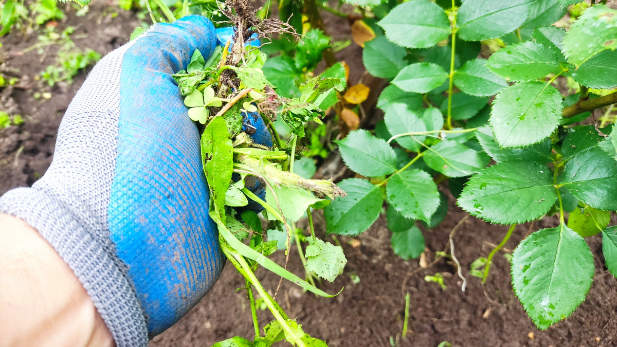 Розы я полол, буквально, ползая на коленках между кустами.