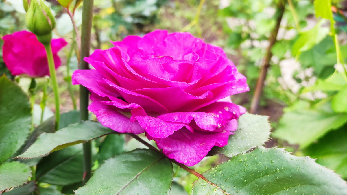 Сегодня мы занимались уходом за розами