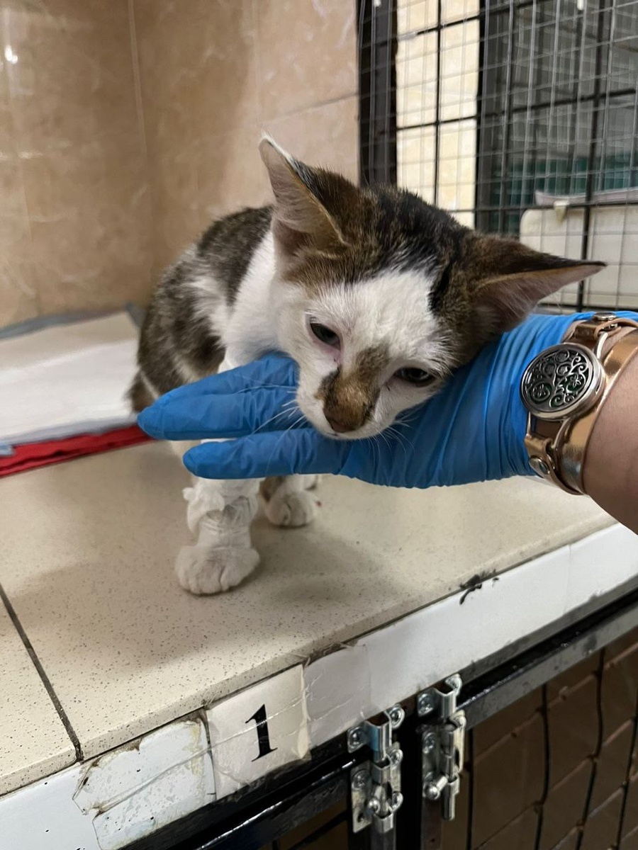 Котенок на лечении в клинике