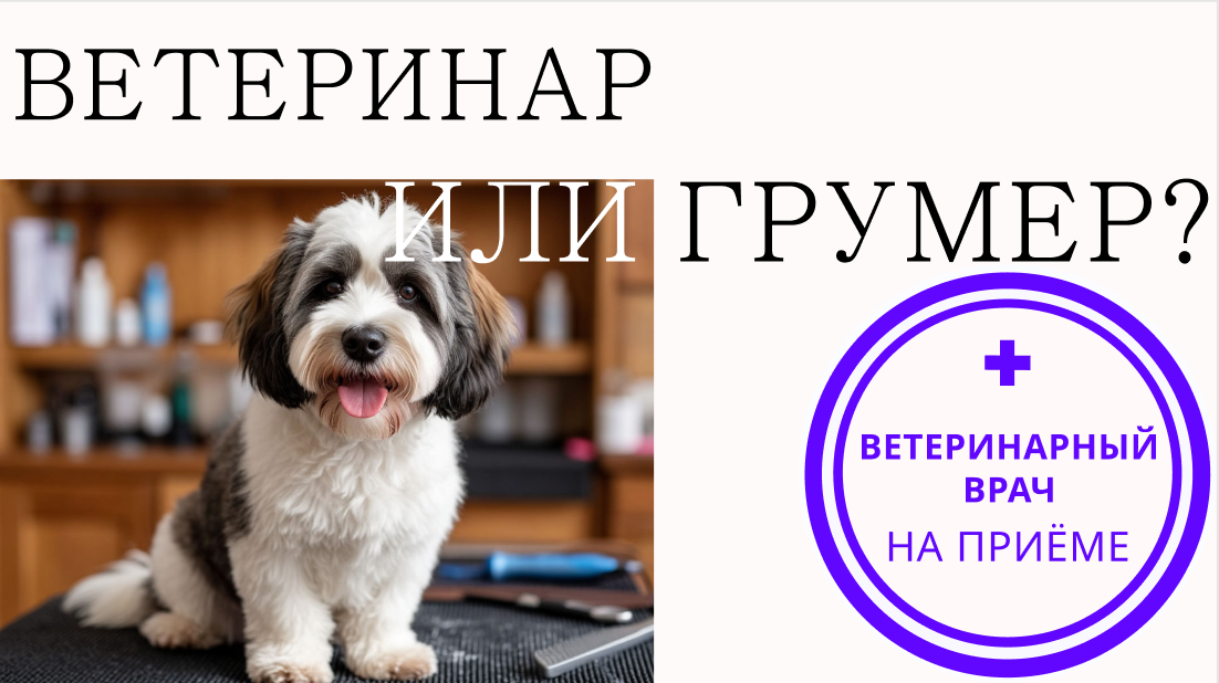 Кому доверить стрижку питомца