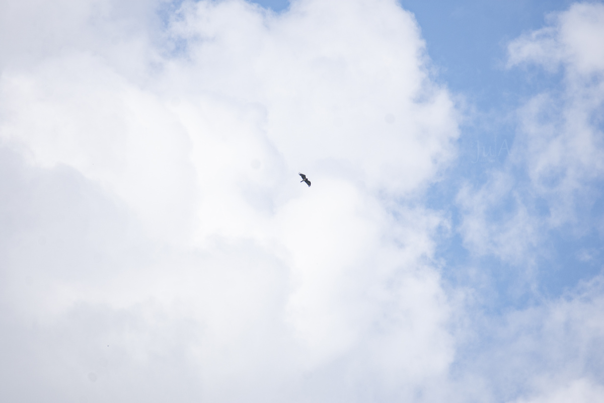 Точка в небе - змееяд, который высматривает свою добычу в поле