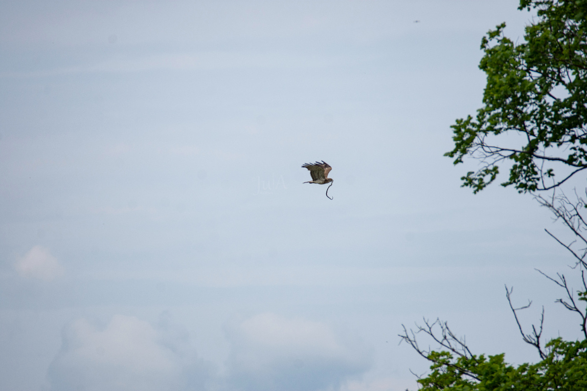 Пымал змею. Каруселька длинная - листайте дальше.