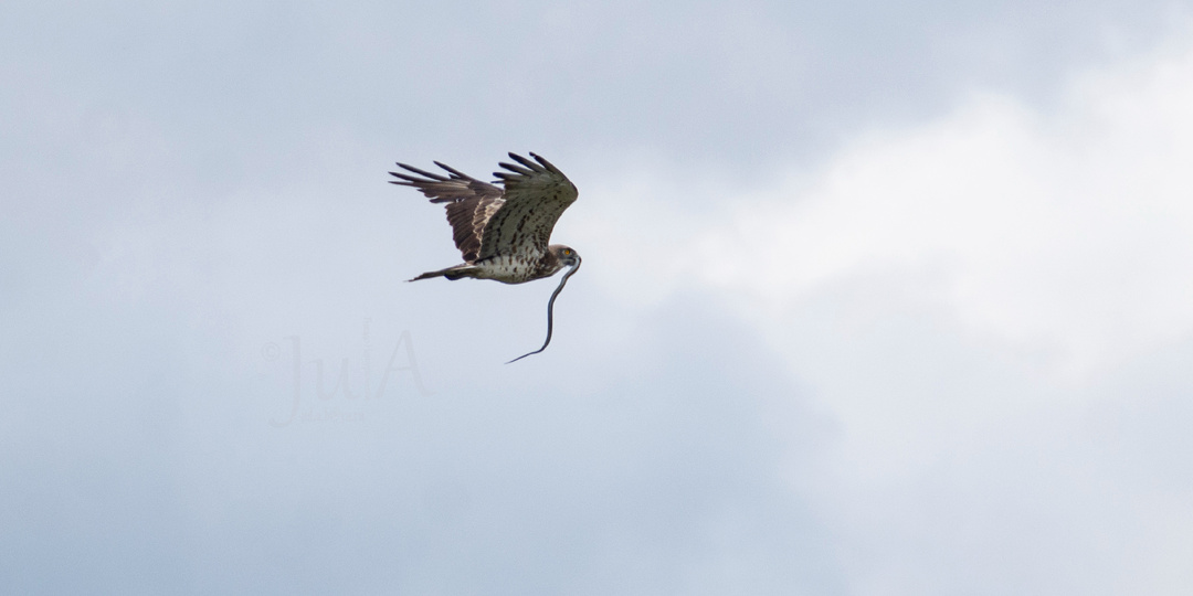 История одного орла. Как змееяд змею поймал