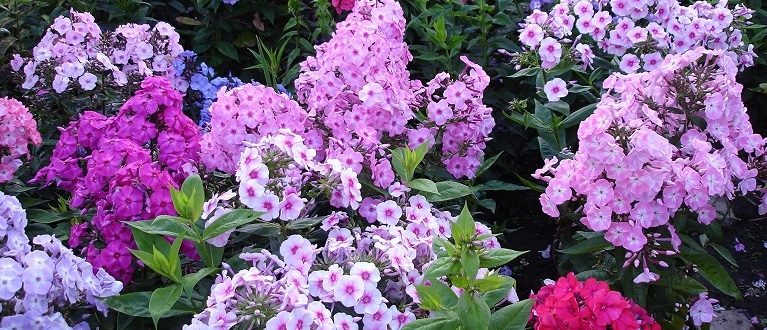 Цветы флоксы: искусство выращивания и ухода