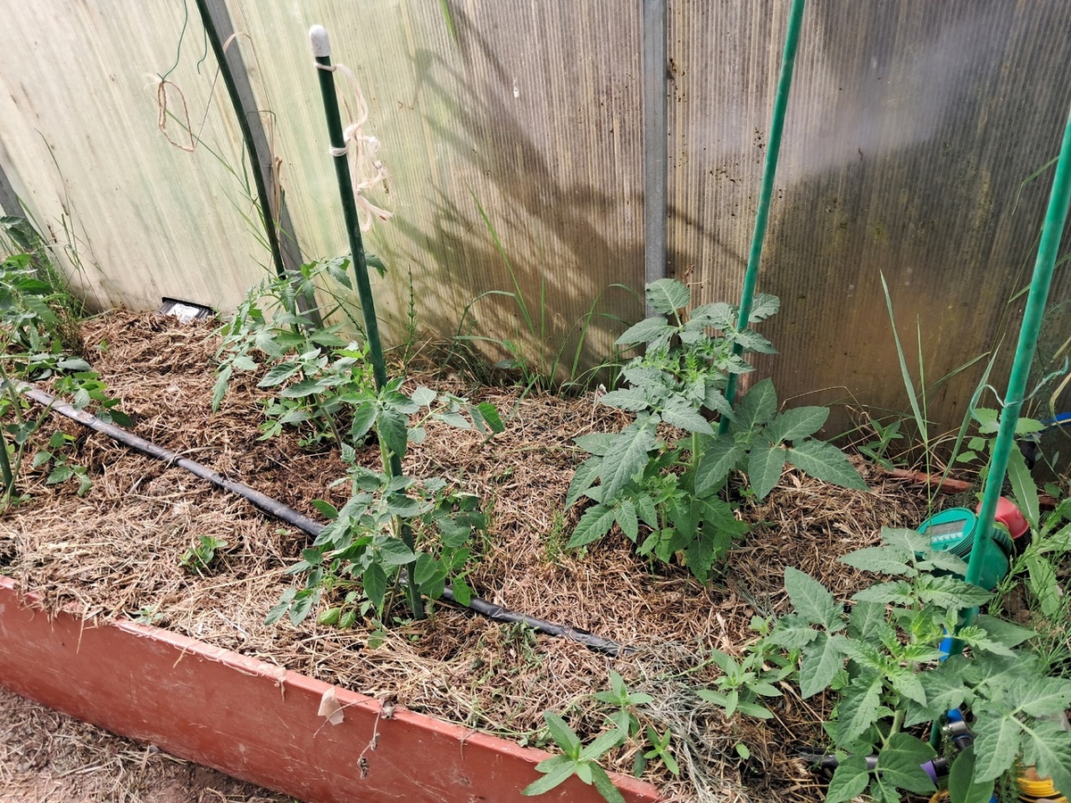 Томаты в теплице