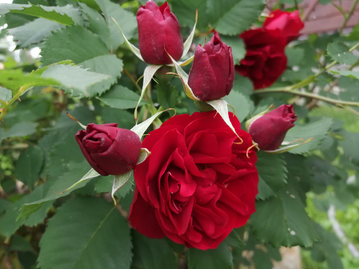 Роза Канадская Надежда