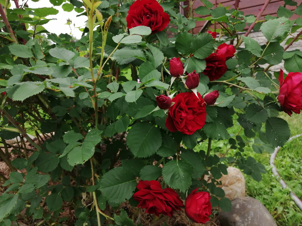 Канадская роза Надежда